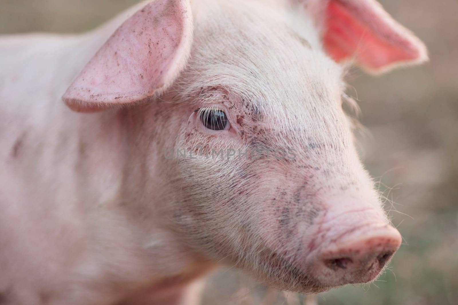 Close-up animal portrait of cute little piglet.