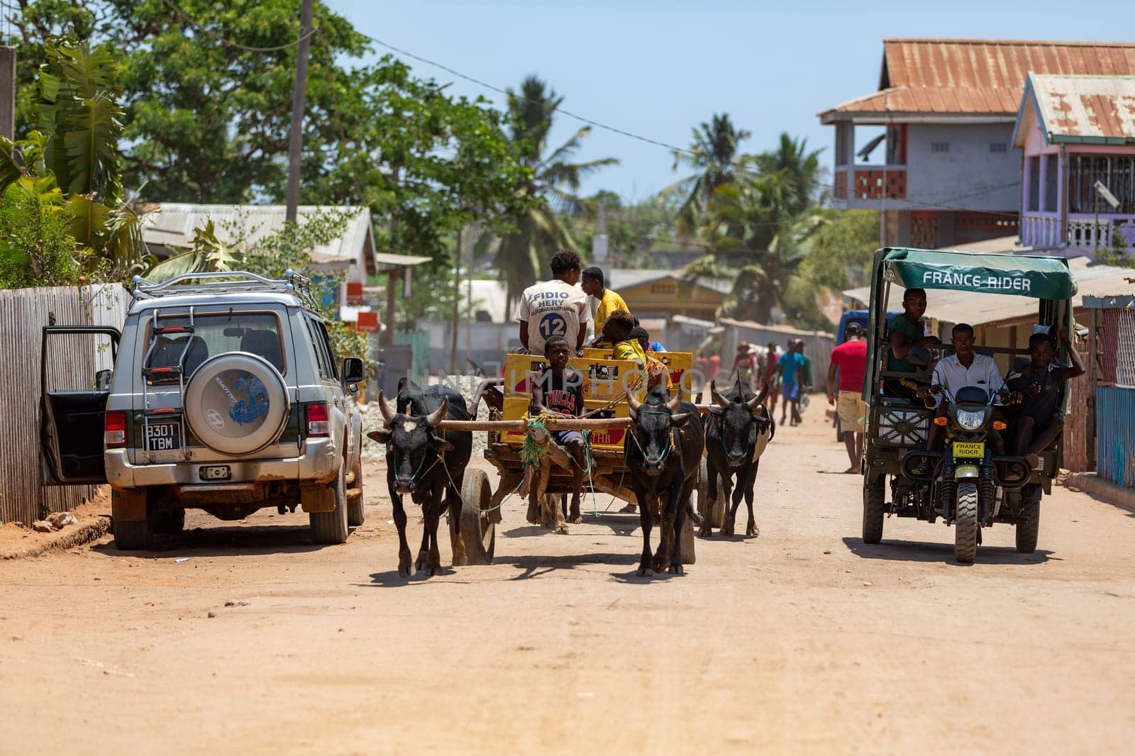 Belo Sur Tsiribihina, Madagascar - NOVEMBER 4 2022: A zebu cart carries Malagasy beer on a dusty road on a hot day. The zebu is widely used as a draft animal in Madagascar.