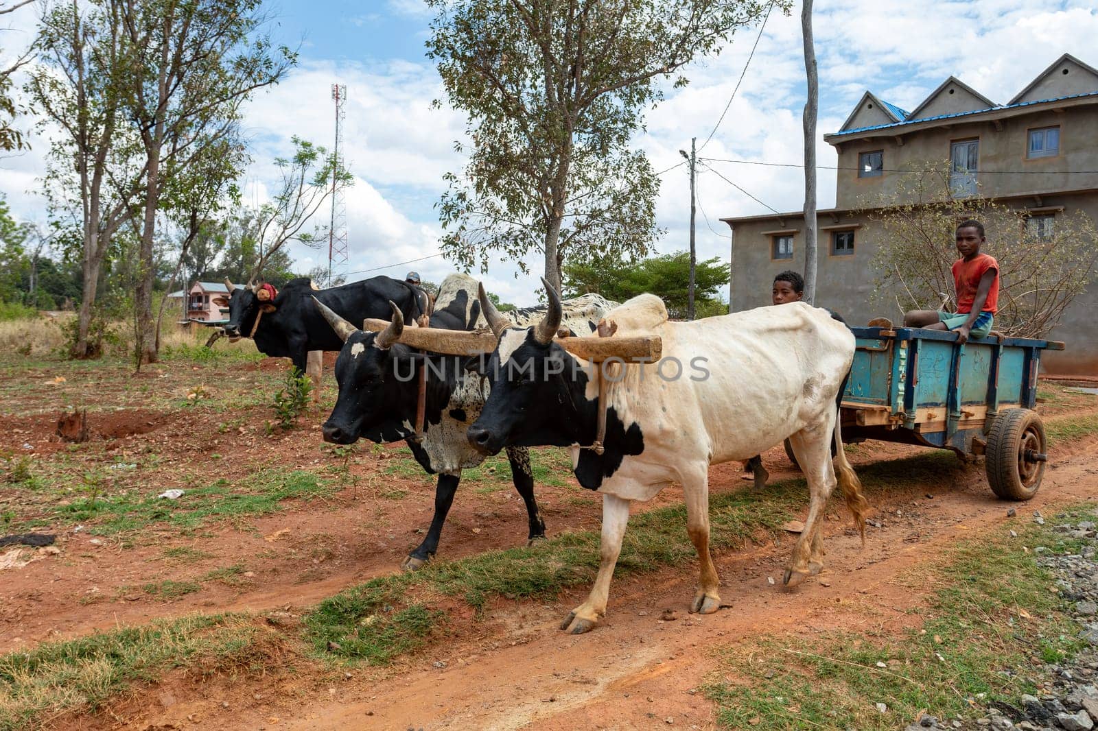 Ankazomiriotra, Madagascar - November 1. 2022: Traditional zebu carriage on the road. The zebu is widely used as a draft animal in Madagascar.