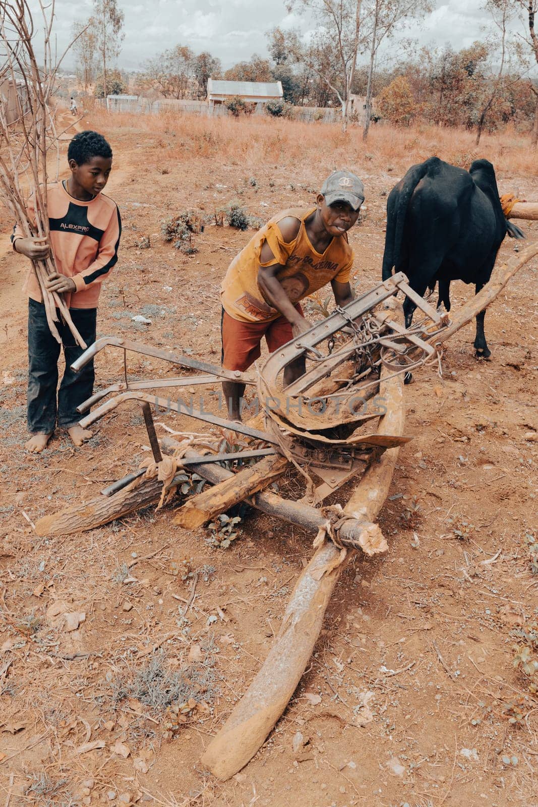 Ankazomiriotra, Madagascar - November 1. 2022: Malagasy farmer, with the help of his sons, engages the plow with the zebu. Agriculture is one of the main means of livelihood in the countryside.