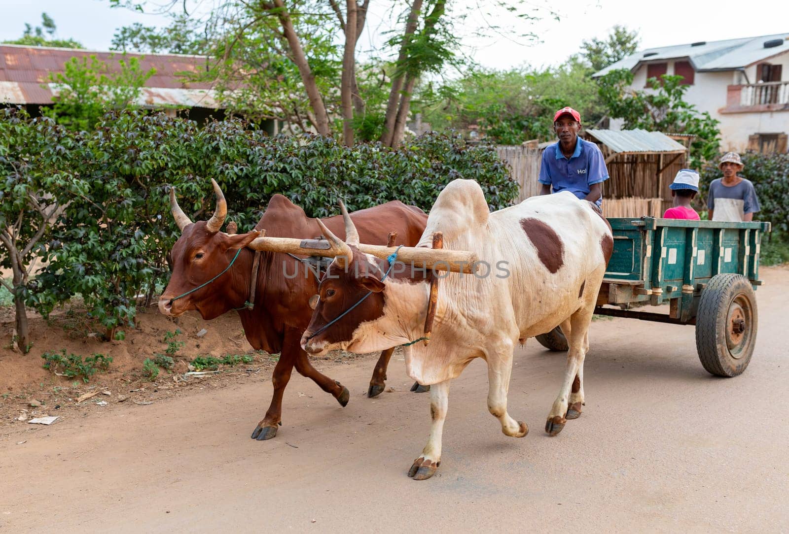 Miandrivazo, Madagascar - November 1. 2022: A zebu-drawn cart makes its way through the streets, adding to the local charm of this remote Malagasy town.