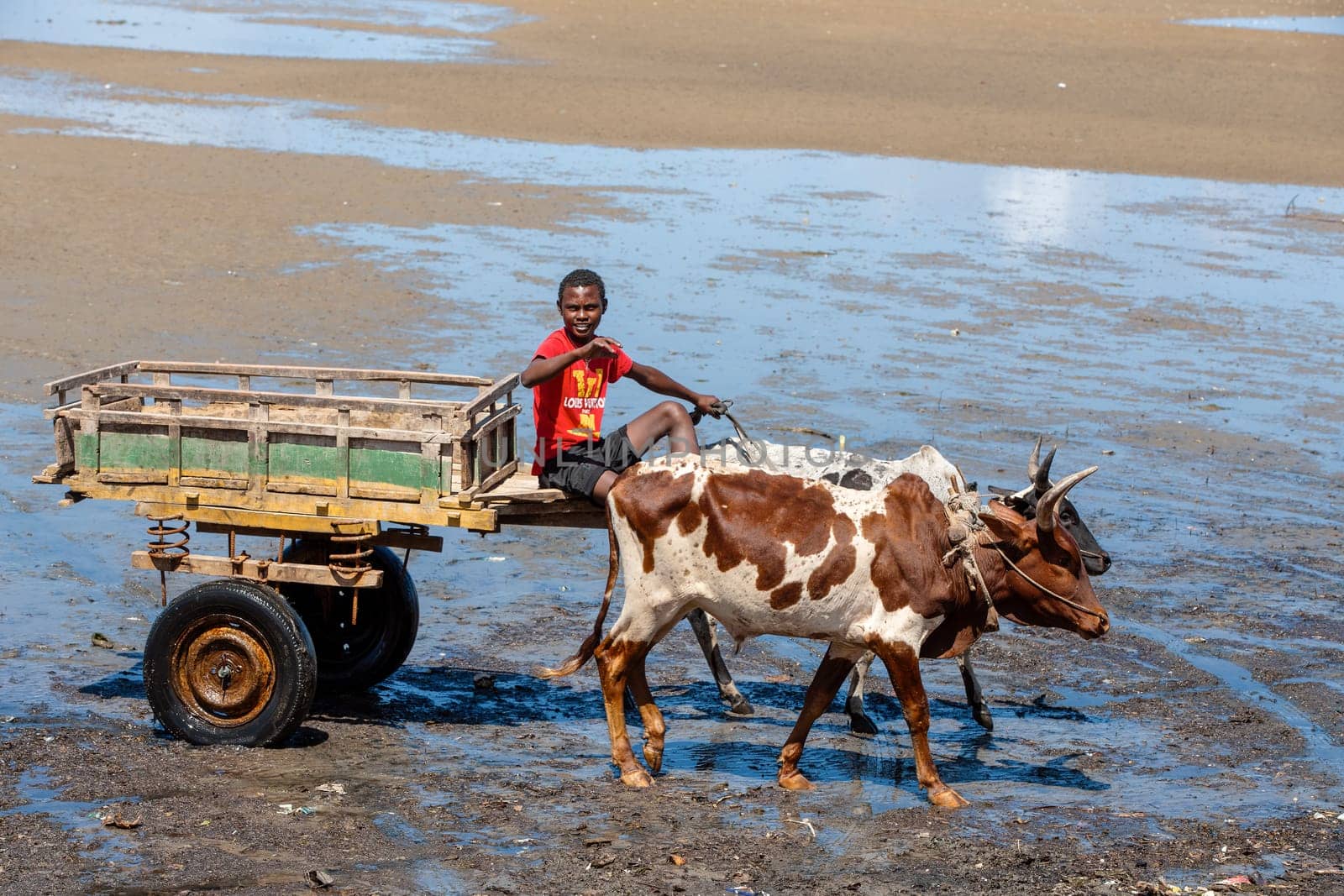 Toliara, Madagascar - November 21. 2022: Traditional zebu carriage in Toliara port at low tide. The zebu is widely used as a draft animal in Madagascar.