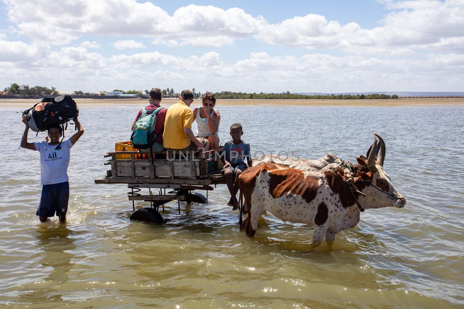 Toliara, Madagascar - November 21. 2022: Traditional zebu carriage in Toliara port at low tide. The zebu is widely used as a draft animal in Madagascar.