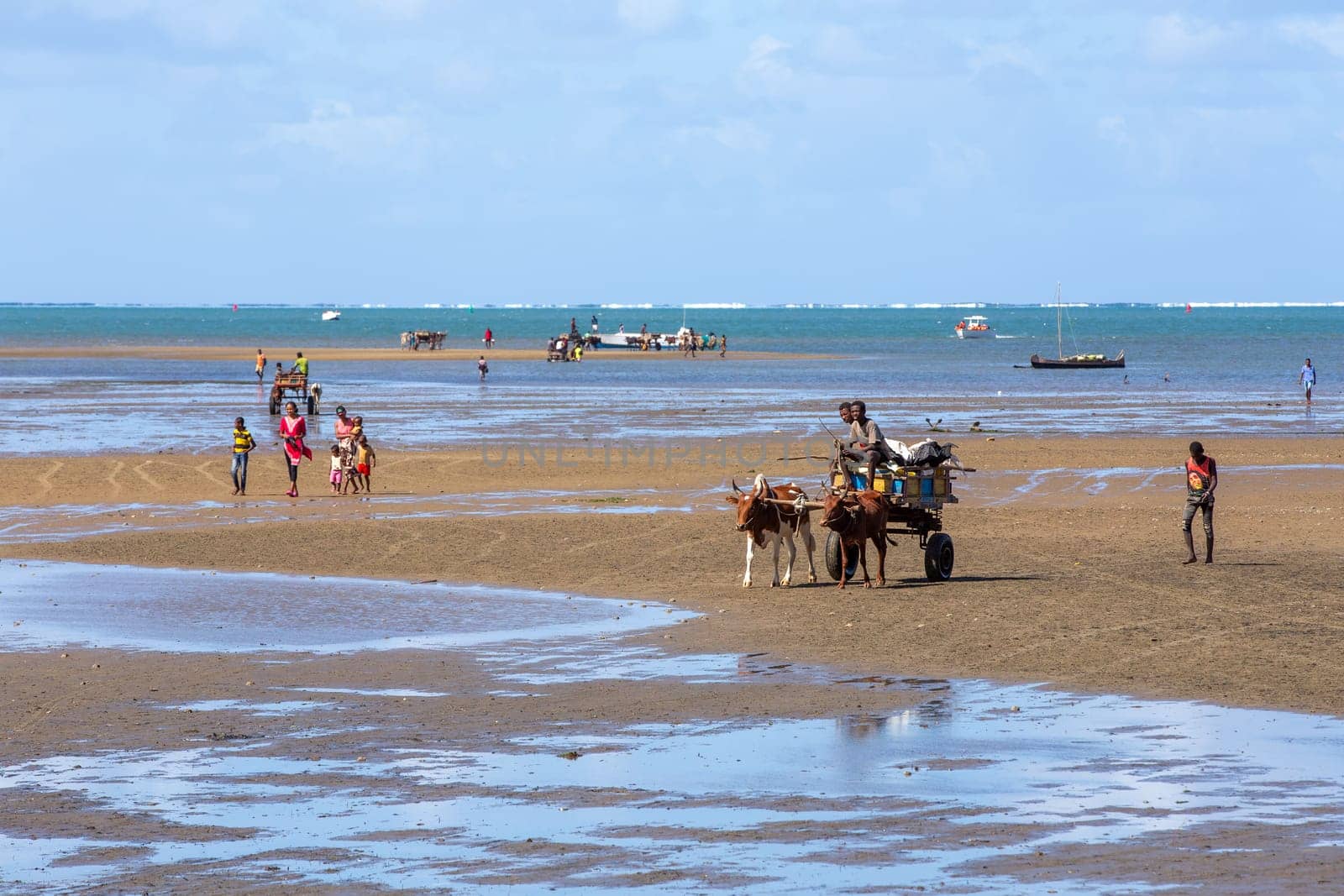 Toliara, Madagascar - November 21. 2022: Traditional zebu carriage in Toliara port at low tide. The zebu is widely used as a draft animal in Madagascar.