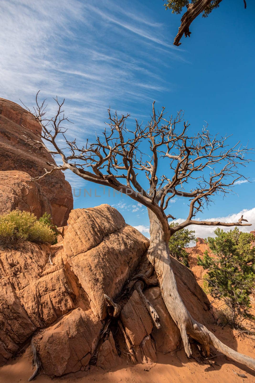 A beautiful old dry tree in the Arches National Park, USA