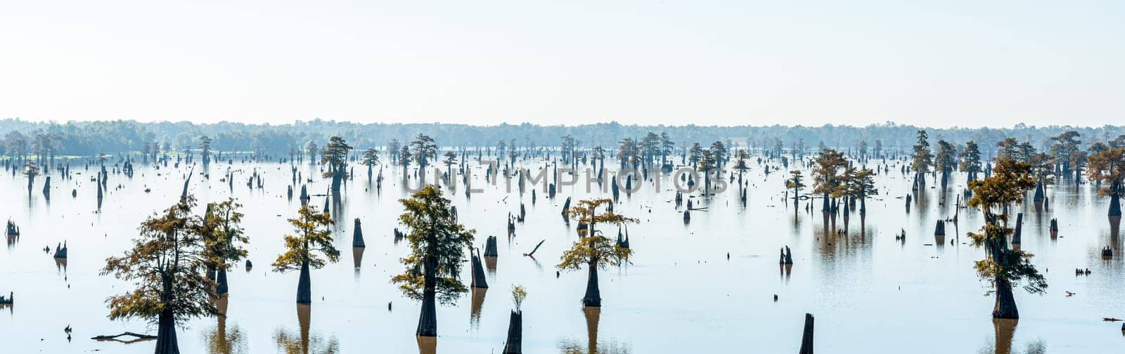 Panoramic view of the Bayou in Louisiana, USA