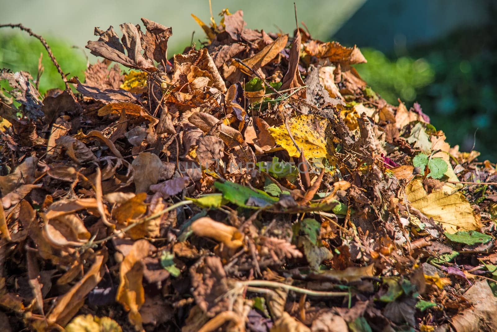 autumnal painted leaves in a heap