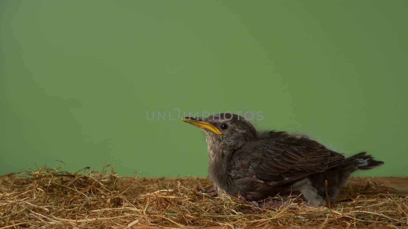 Side view of nestling of grey bird common starling Sturnus vulgaris with yellow beak sitting on wooden table among dry twigs straw on green background. Springtime, homecoming, birdwatching. Isolated.