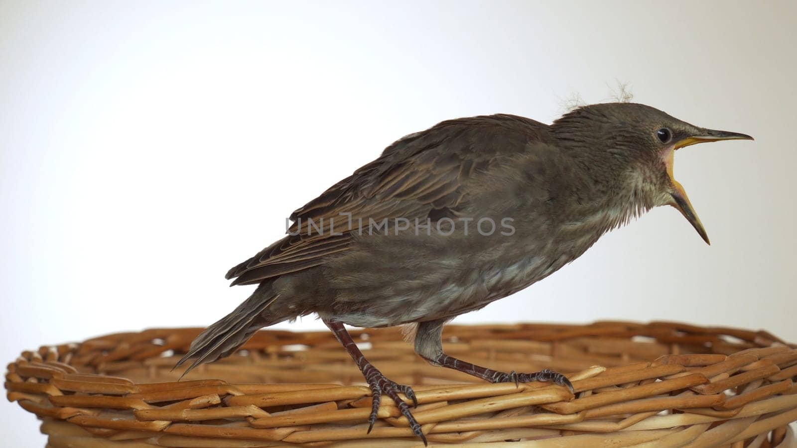 Side view of worried grey bird common starling Sturnus vulgaris sitting on edge of wooden wicker basket, opening beak on white background. Springtime, homecoming, birdwatching. Isolated, copy space.