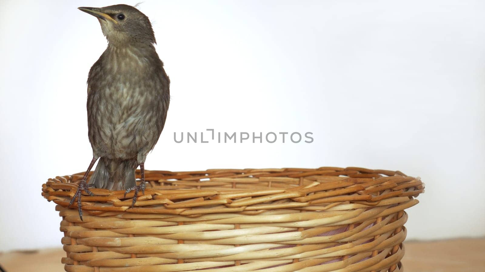 Back view of lovely grey bird common starling Sturnus vulgaris sitting on edge of wooden wicker basket on white background. Springtime, homecoming, birdwatching, ornithology. Isolated, copy space.