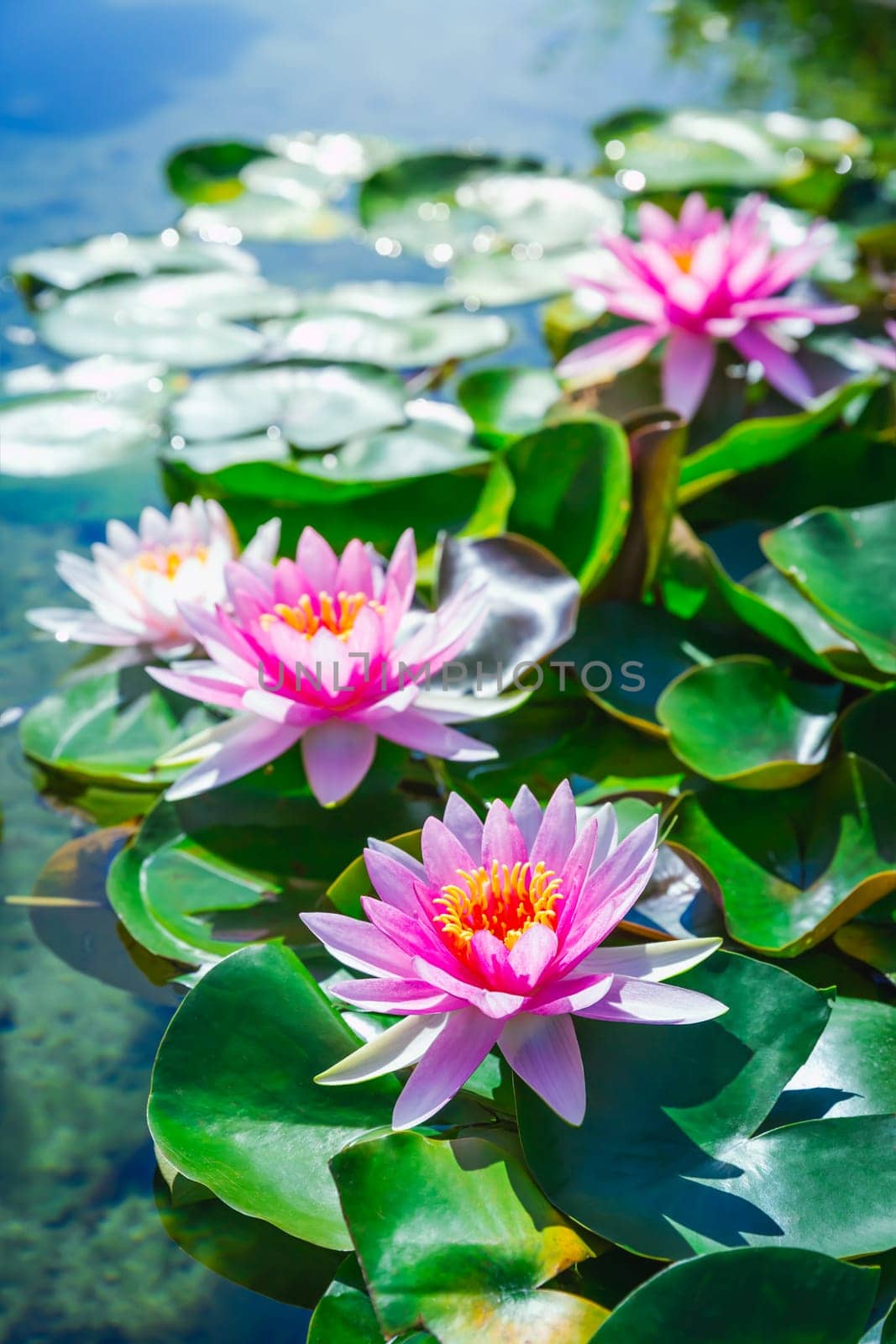 Pink lotus blossoms or water lily flowers blooming on pond