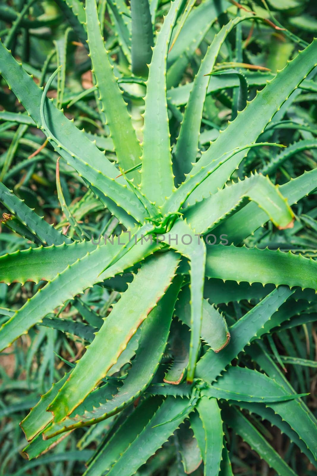 Aloe Vera plant in a garden. Aloe Vera is often used as an ingredient in cosmetics.