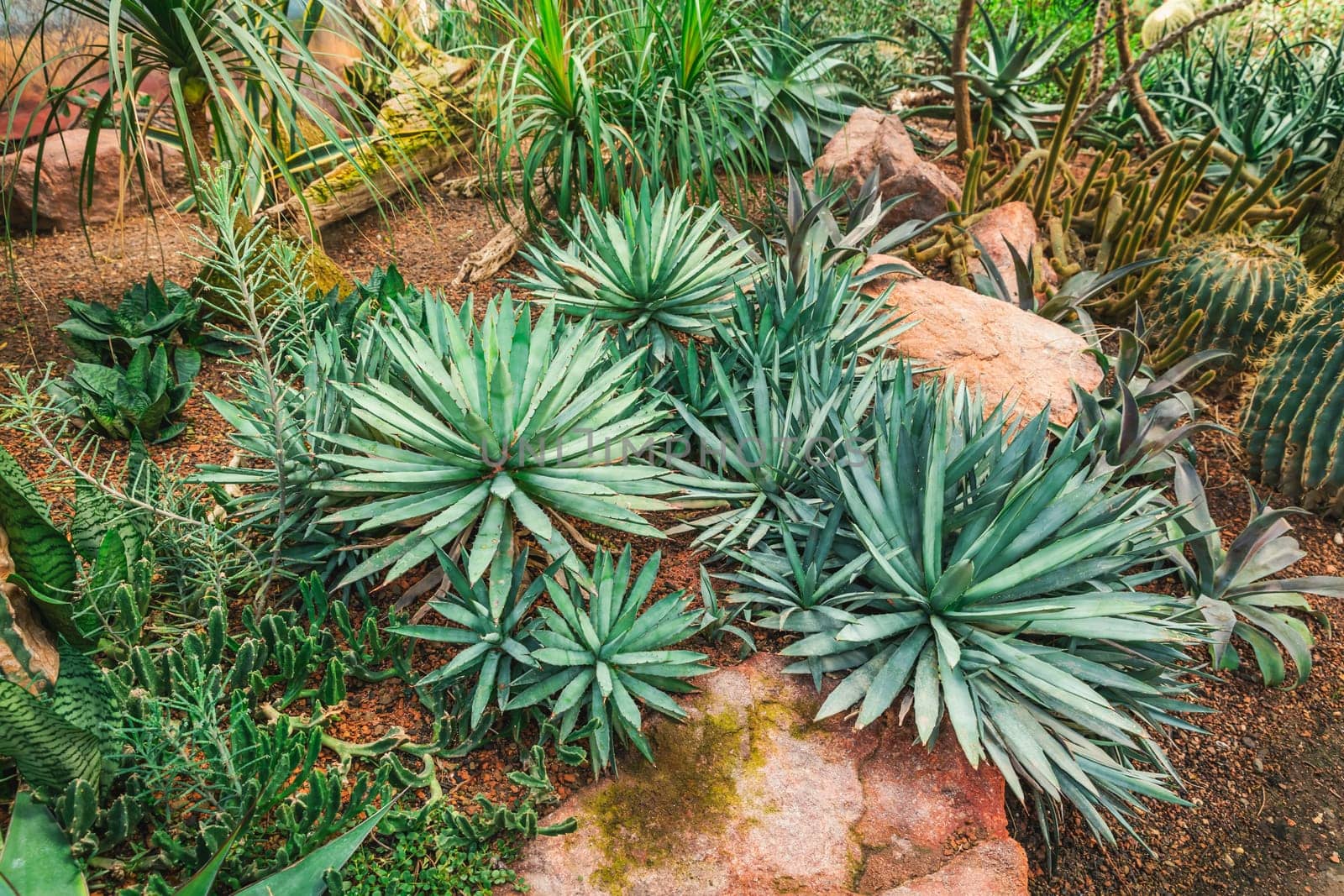 Cactus garden - cactus diversity, stone garden