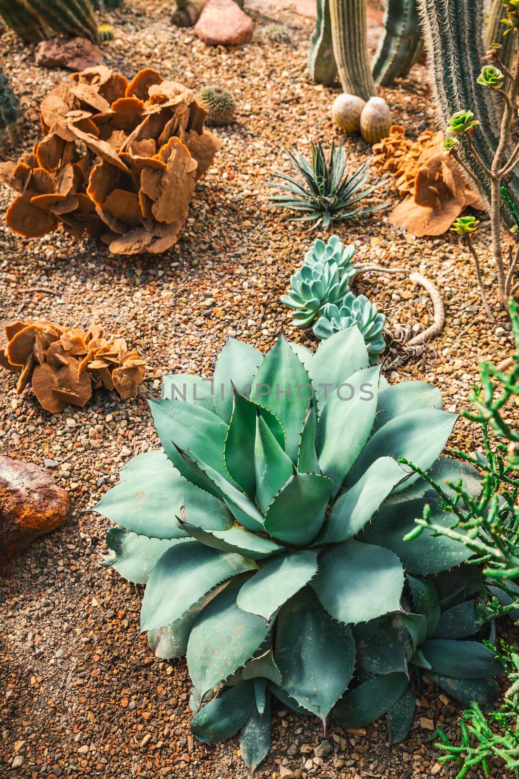 Cactus garden - cactus diversity, stone garden