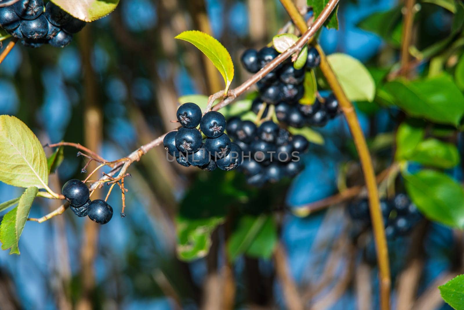ripe Aronia berries on a tree in Germany