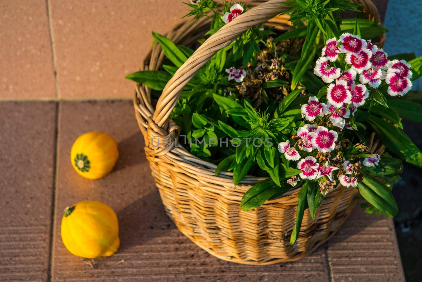 autumnal decorated door of a house with Sweet William flowers and gourds