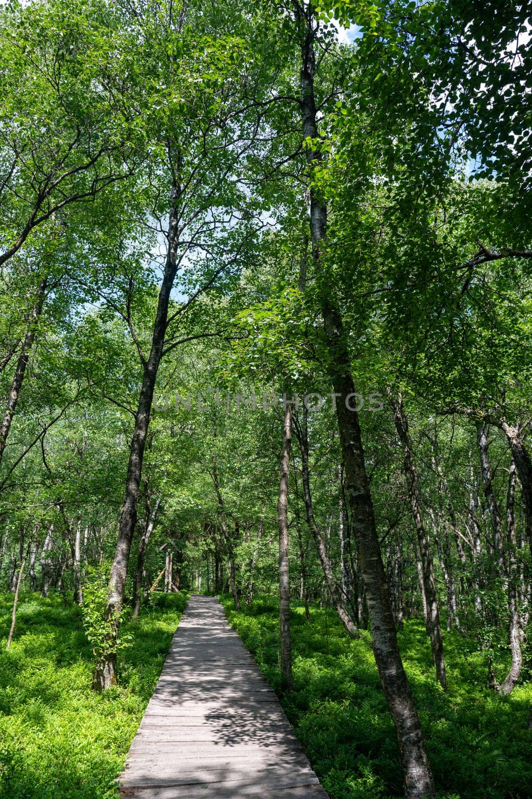 Wooden path in the Carpathian birch forest ( Betula carpatica ) in the red moor in the high Rhön, Hesse, Germany
