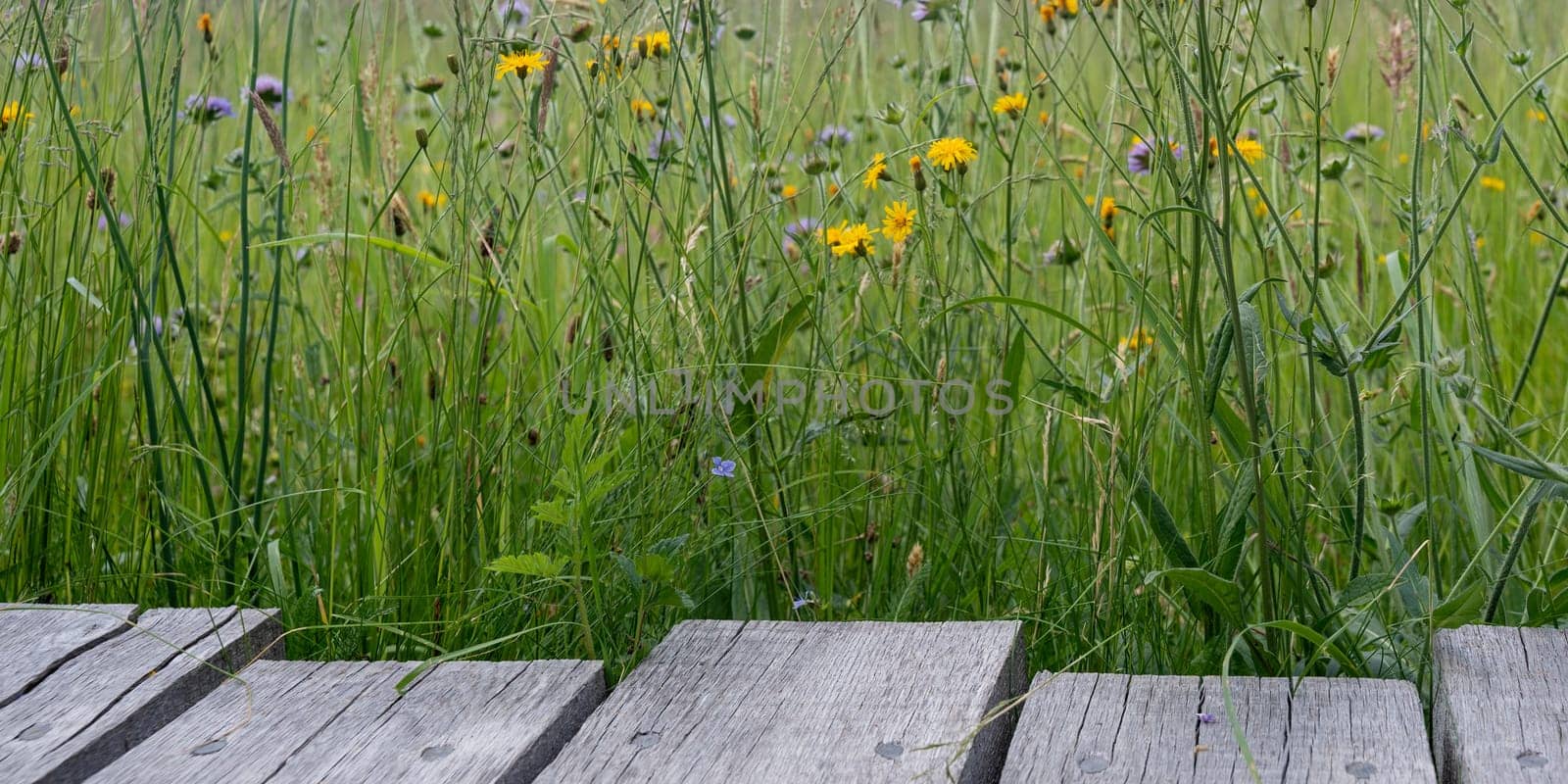 Wooden planks with green meadow and yellow flower