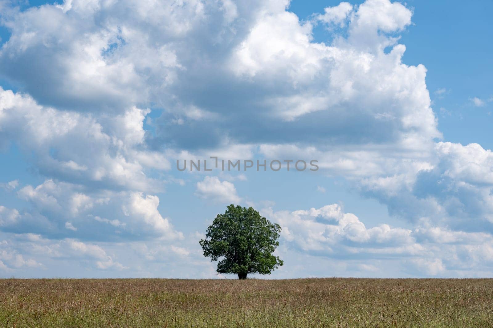 A tree in the middle of a field with blue sky and clouds