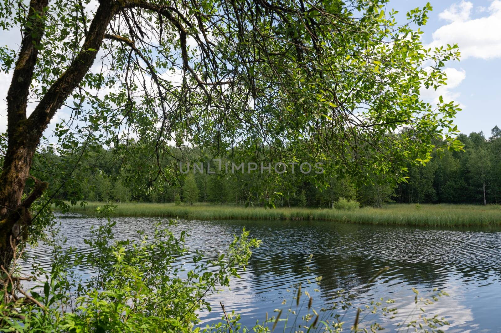 Lake in green nature with a blurred tree in the foreground