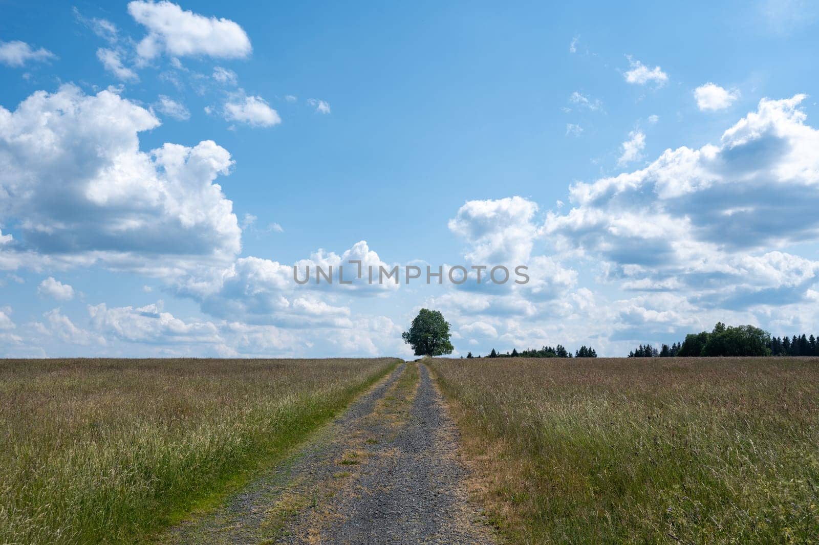 A dirt road between fields with a tree and blue sky