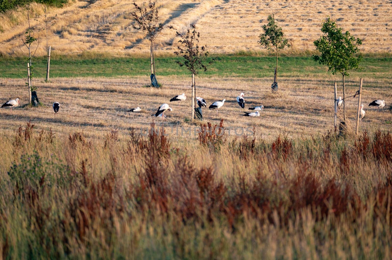 Many white storks ( Ciconia ciconia ) gather in a green meadow towards evening and preen themselves