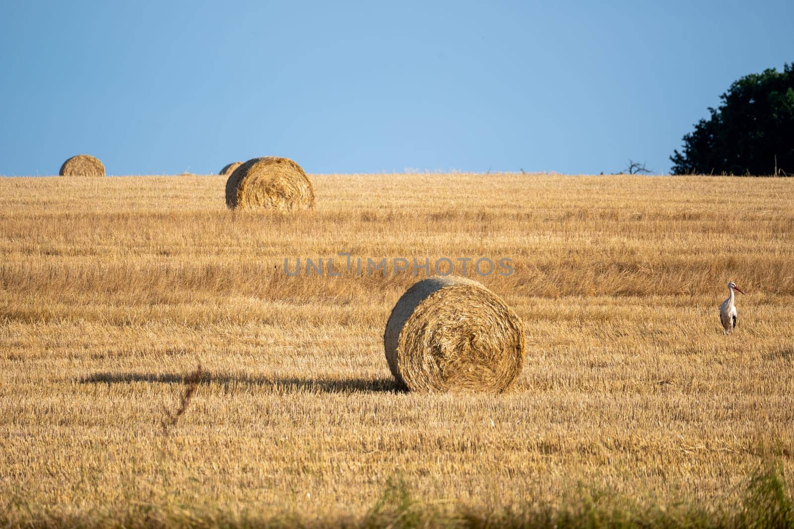 A stork ( Ciconiidae ) stands on a harvested field with hay bales and blue sky