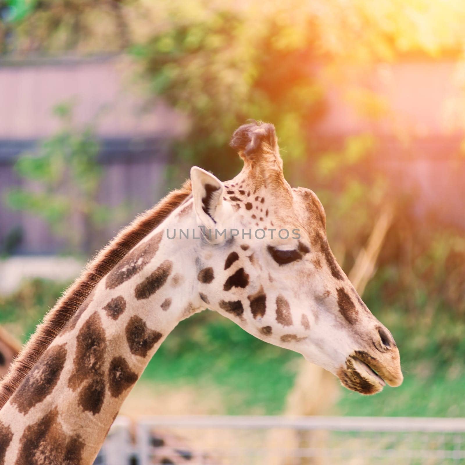 Close up portrait of a giraffe camelopardalis in nature and zoo