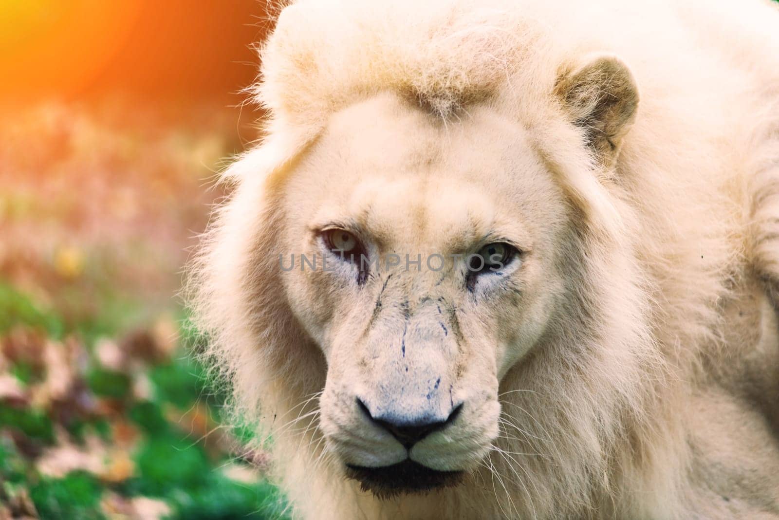 Closeup beautiful portrait of big African Lion.