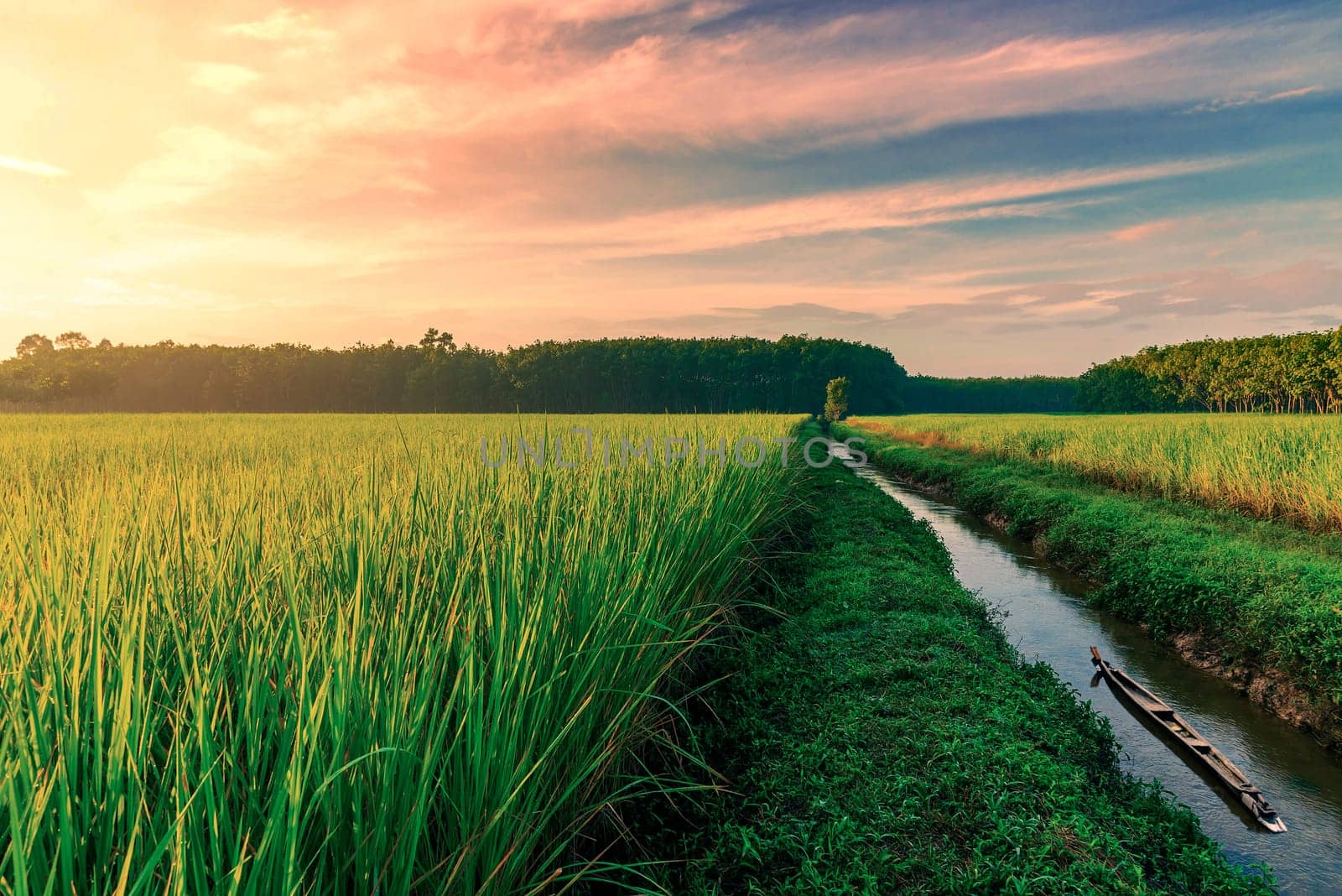 Rice field rural with old boat and colorful of cloud sky sunset, sunrise, in twilight, Green field rural countryside