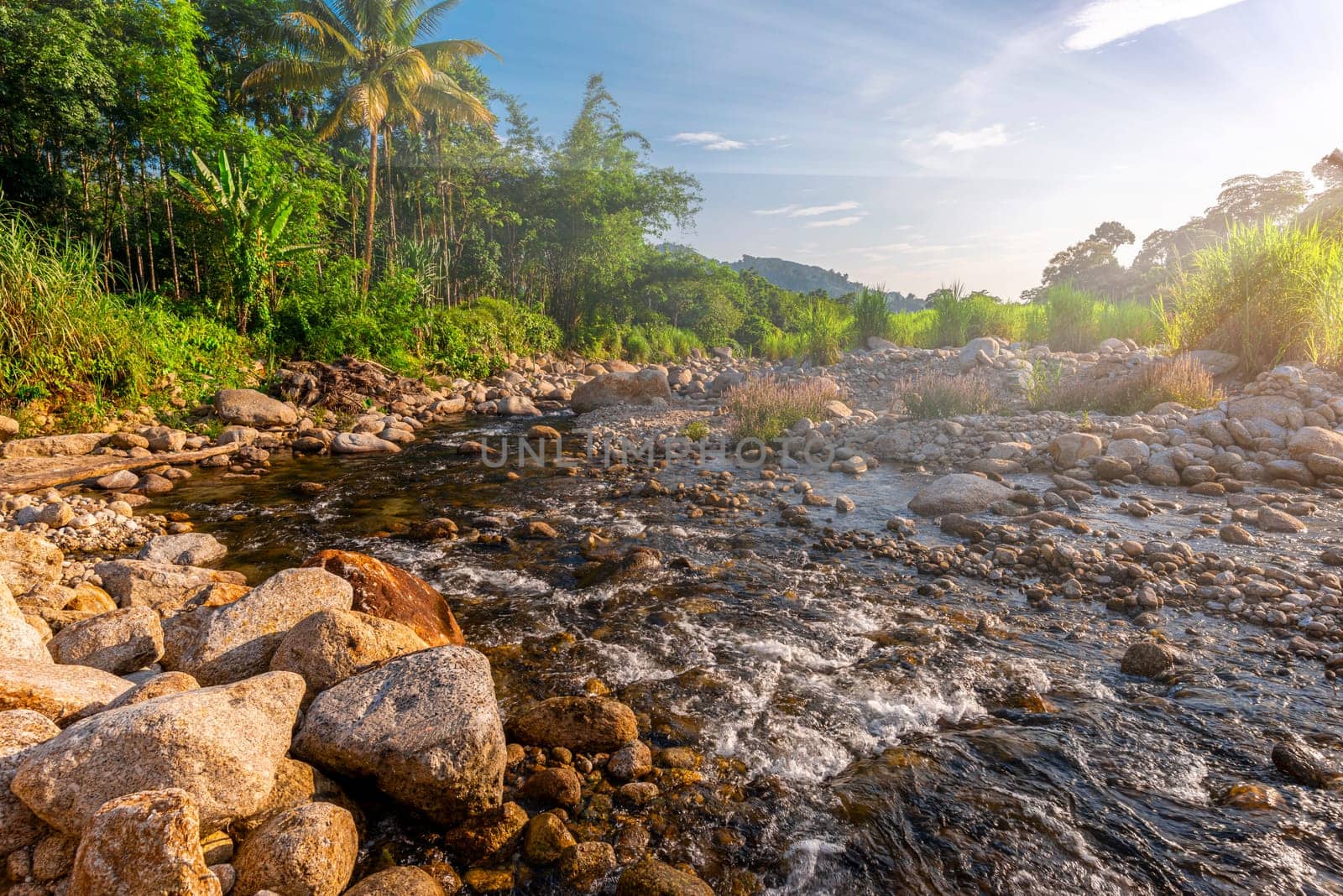 Stone river and sun ray in forest, River stone and tree with sun beam, View water river tree