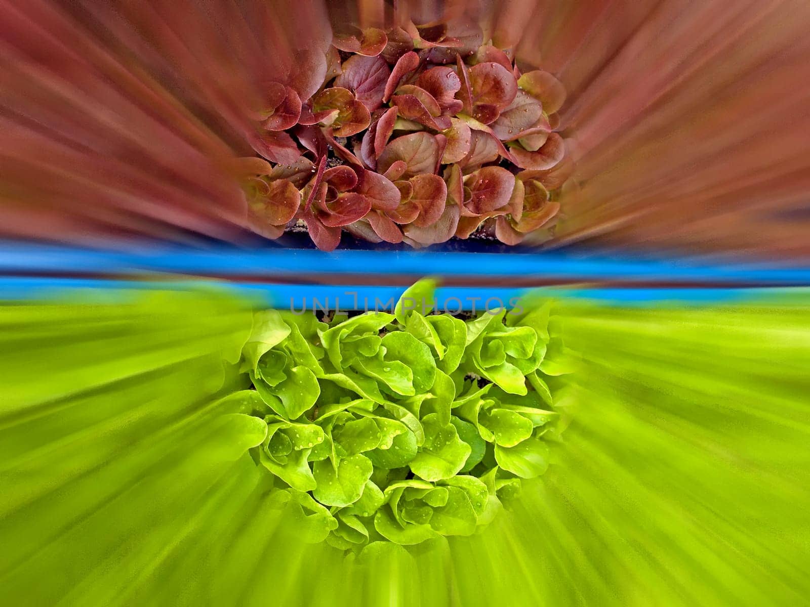 seedlings of salad with soft-focus lens and sharp details