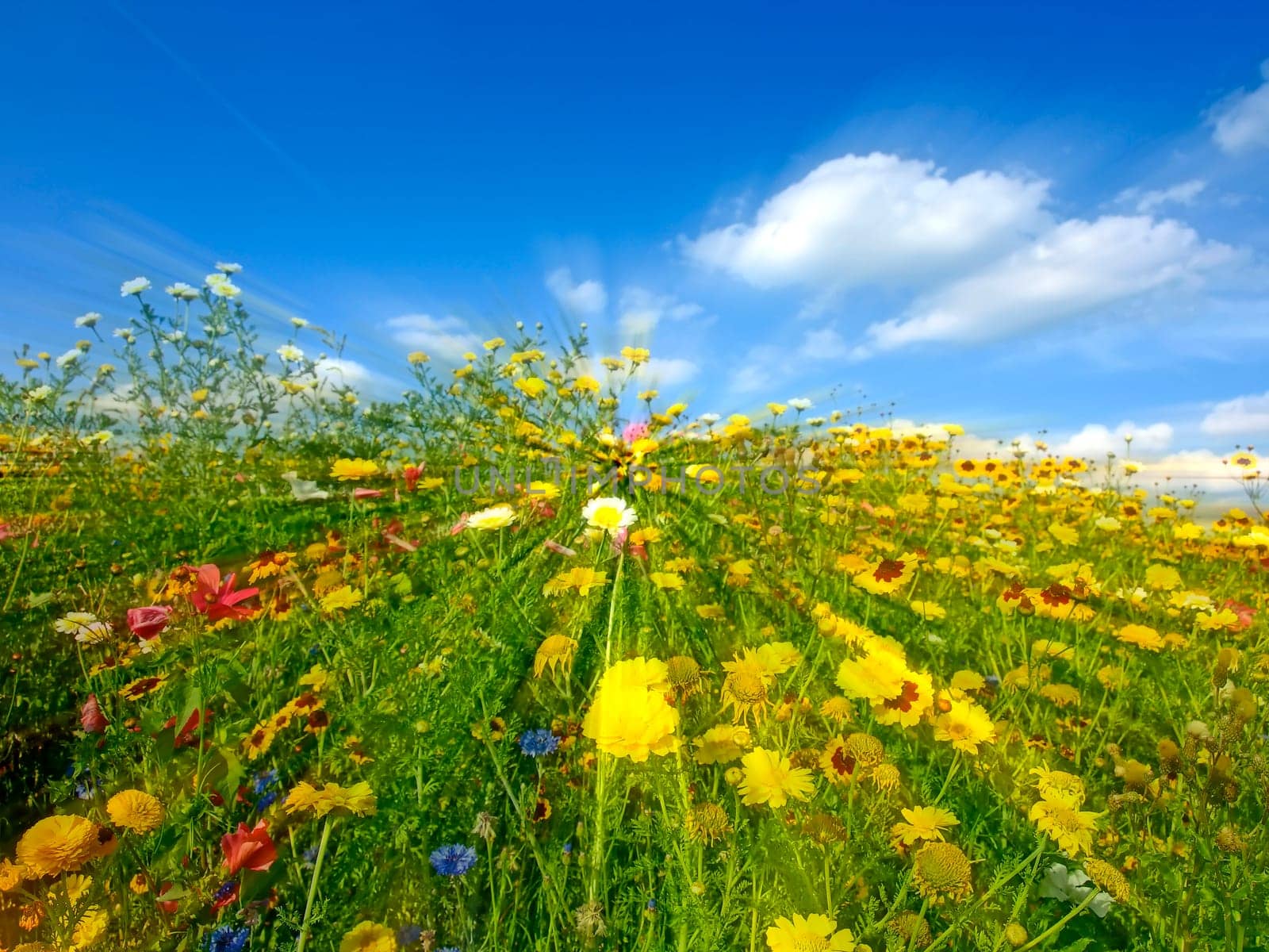 meadow with a lot of colored flowers in a soft-focus lens
