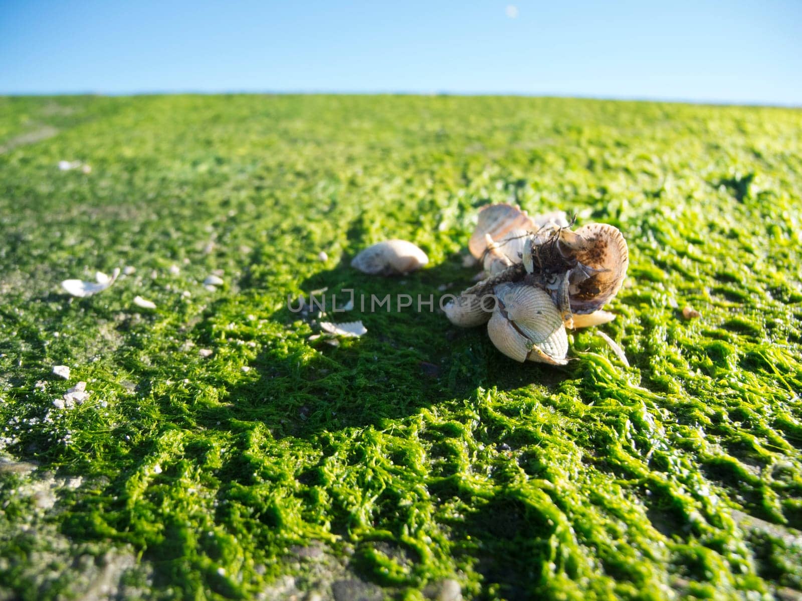 Empty mussel shells on an area of landed seaweed at the port of Carolinensiel Germany against a blue sky.