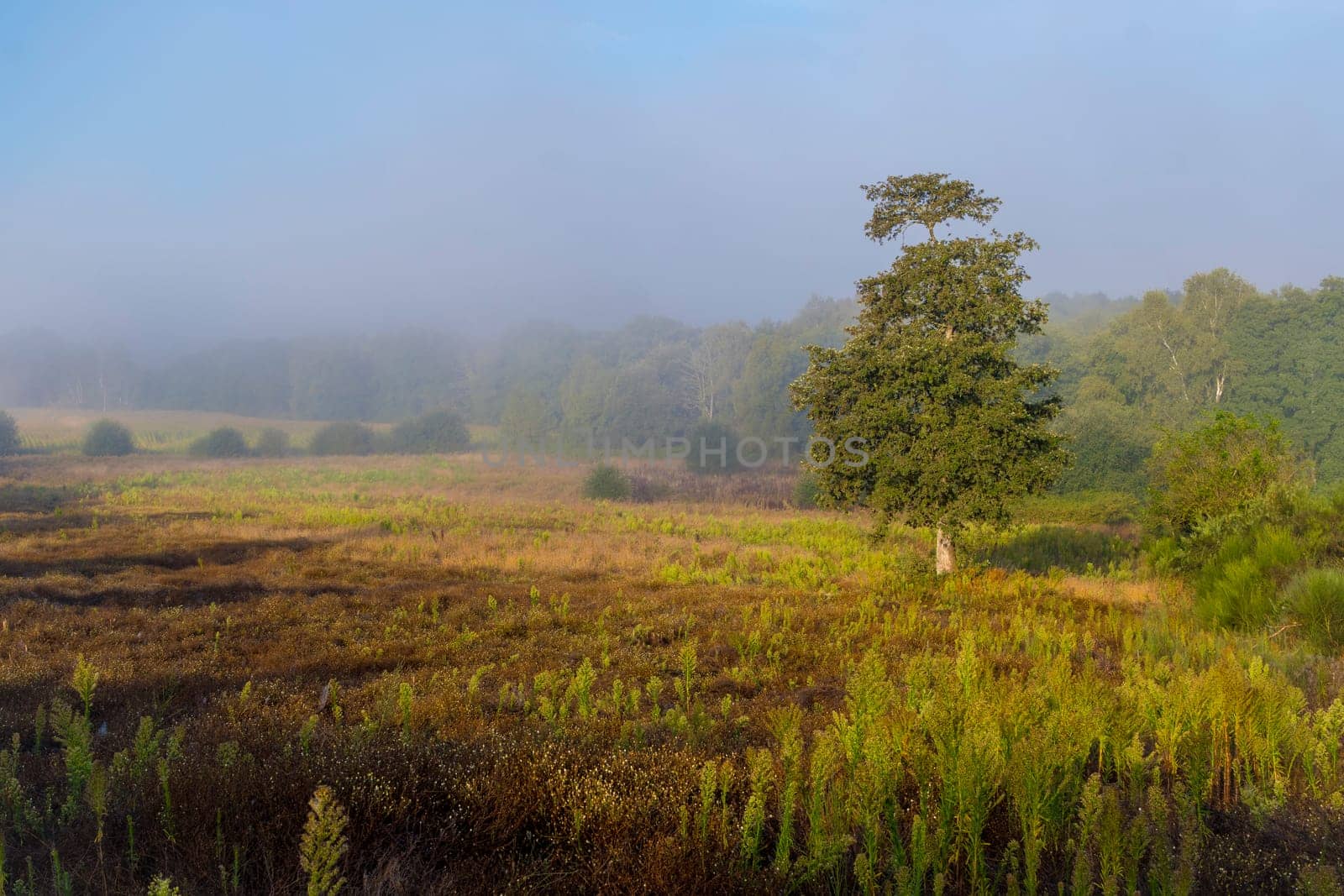 View on the nature and landscape of rural Galicia in Spain in the vincinity of the city of Friol on the Camino Primitivo de Compostela