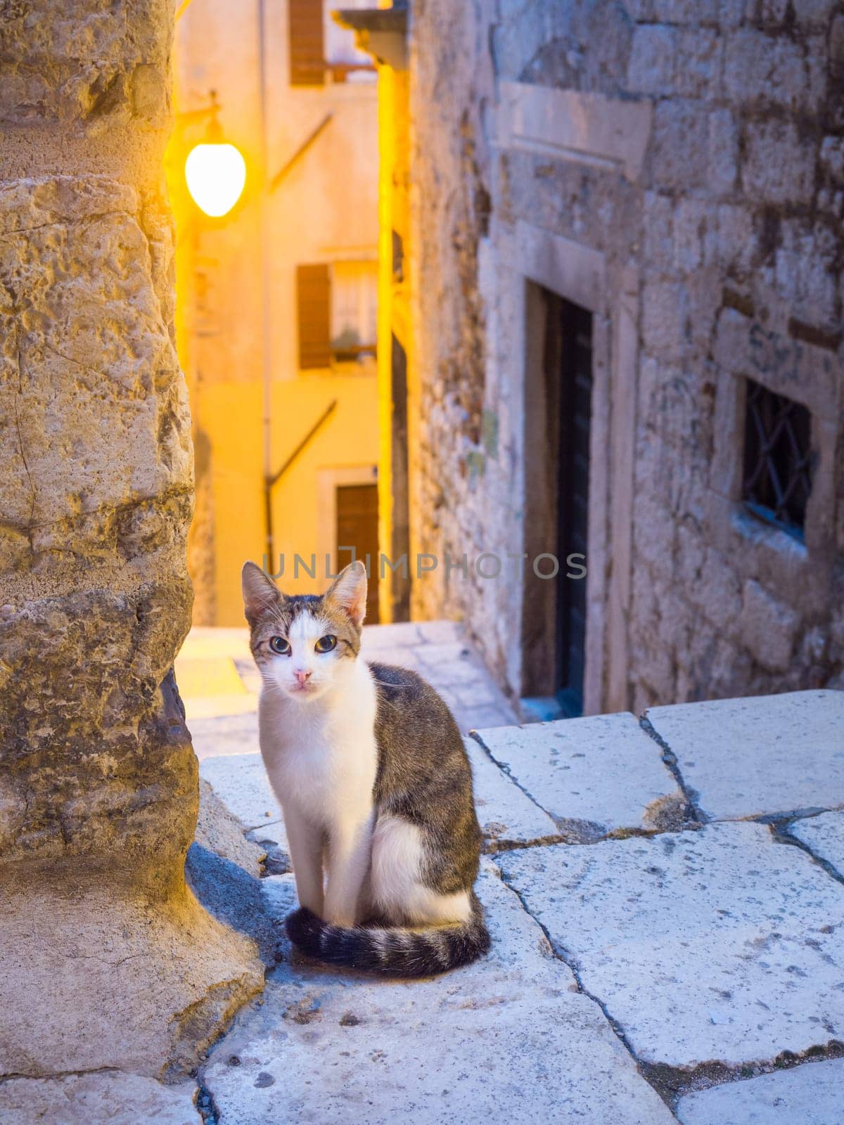 cat on the historic street in Šibenik
