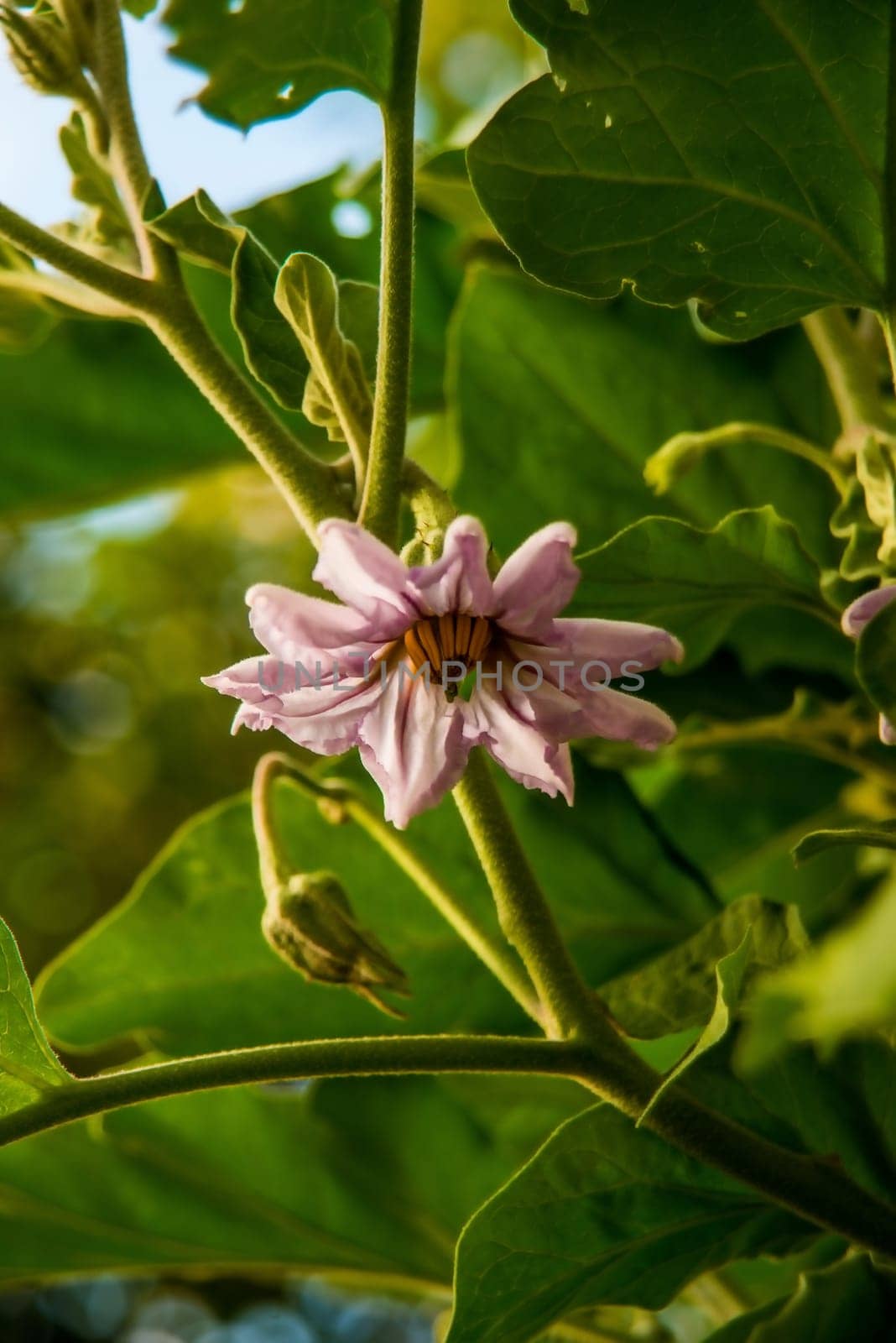 eggpant with flower in summer in Germany