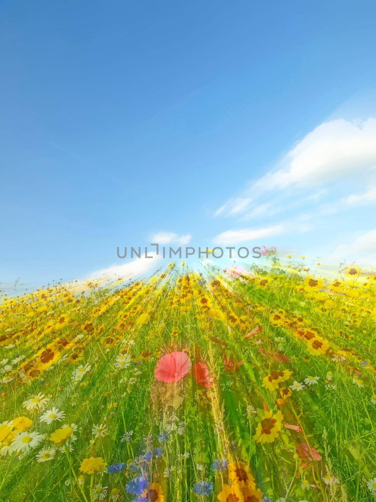 meadow with a lot of colored flowers in a soft-focus lens on a blue  sky