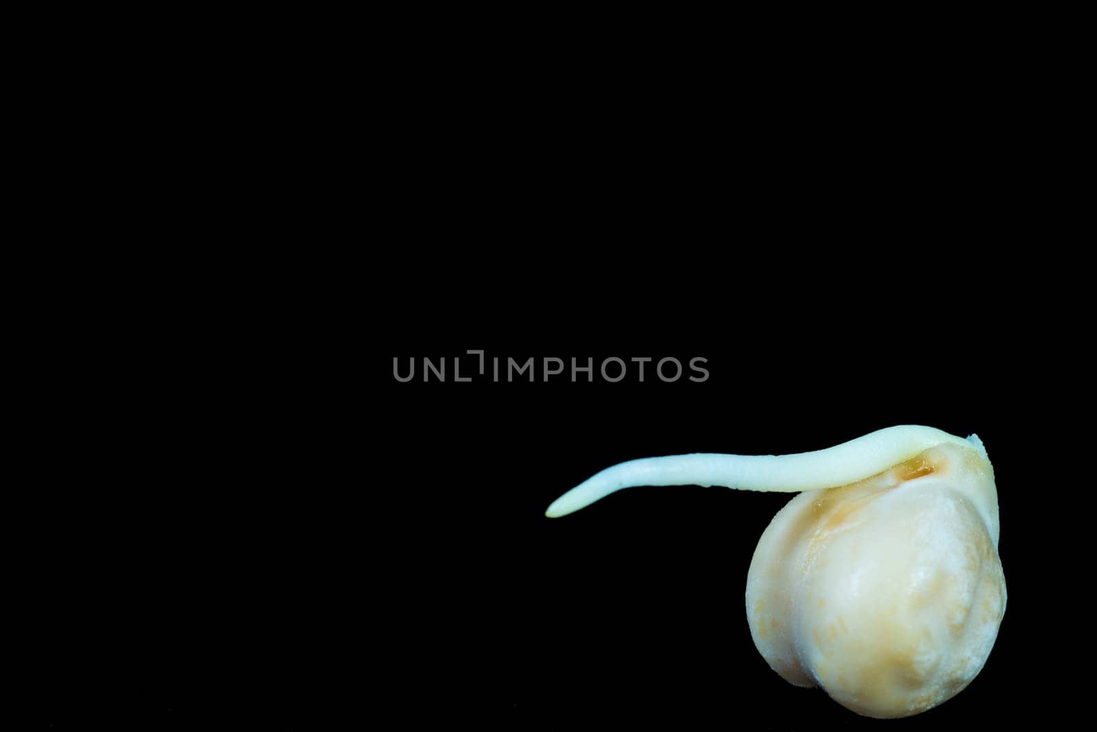chick-pea sprout in a closeup on a black background