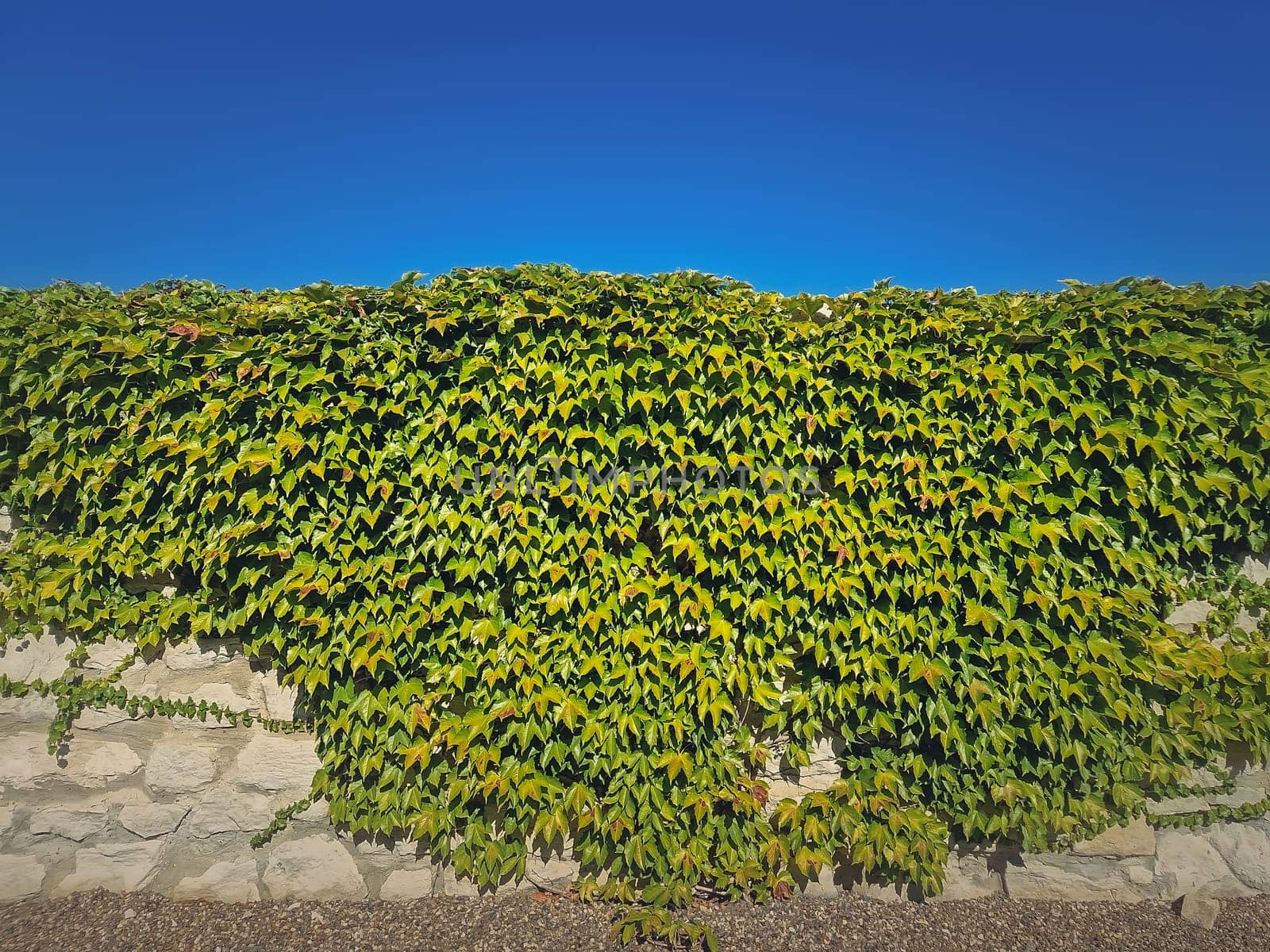 Texture of a wall growing with wild vines. Closeup green foliage on a stone masonry over blue sky background