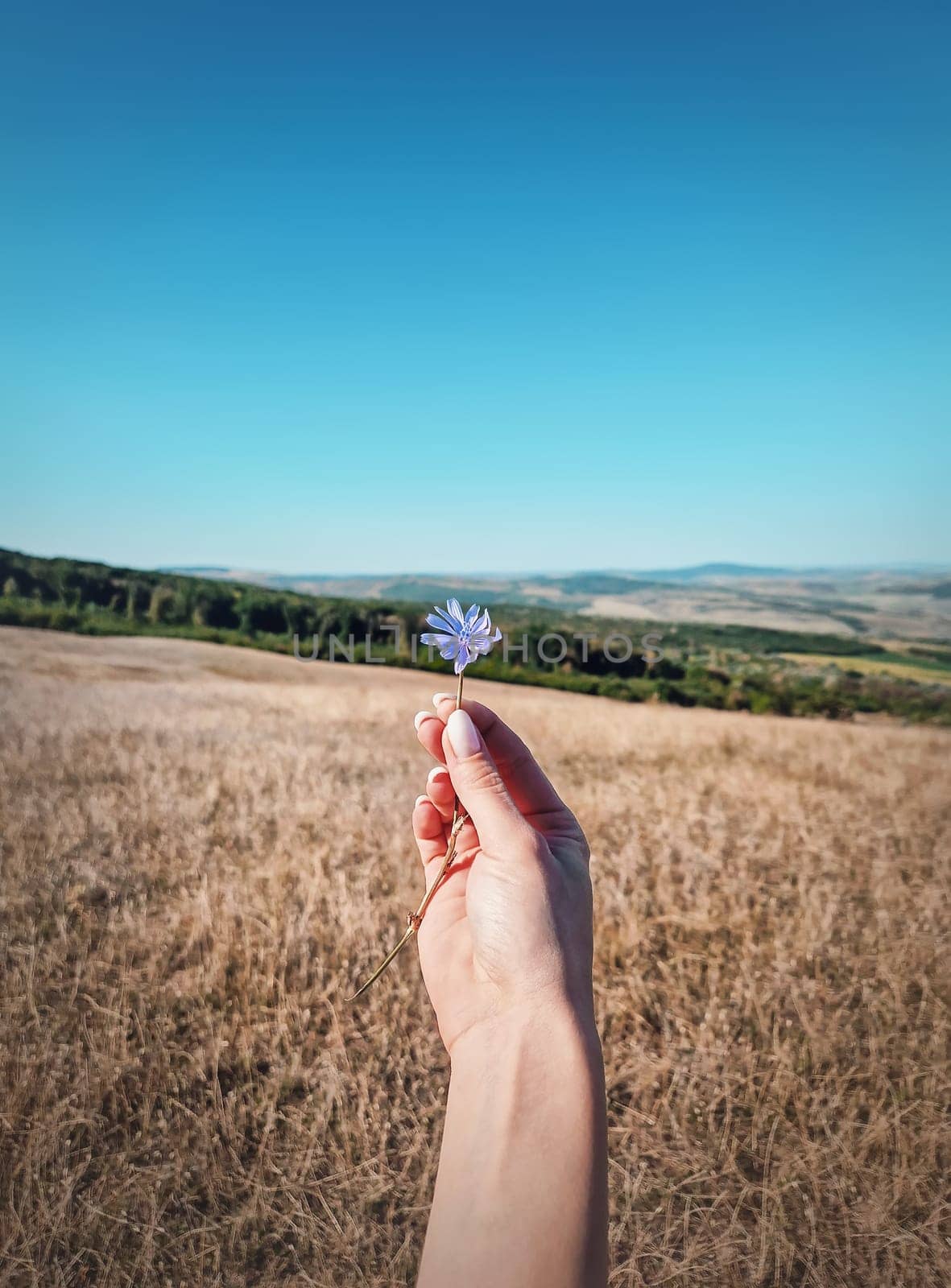 Female hand holding a blue chicory overy the idyllic rural background. Autumnal background, fall season beauty, picturesque view