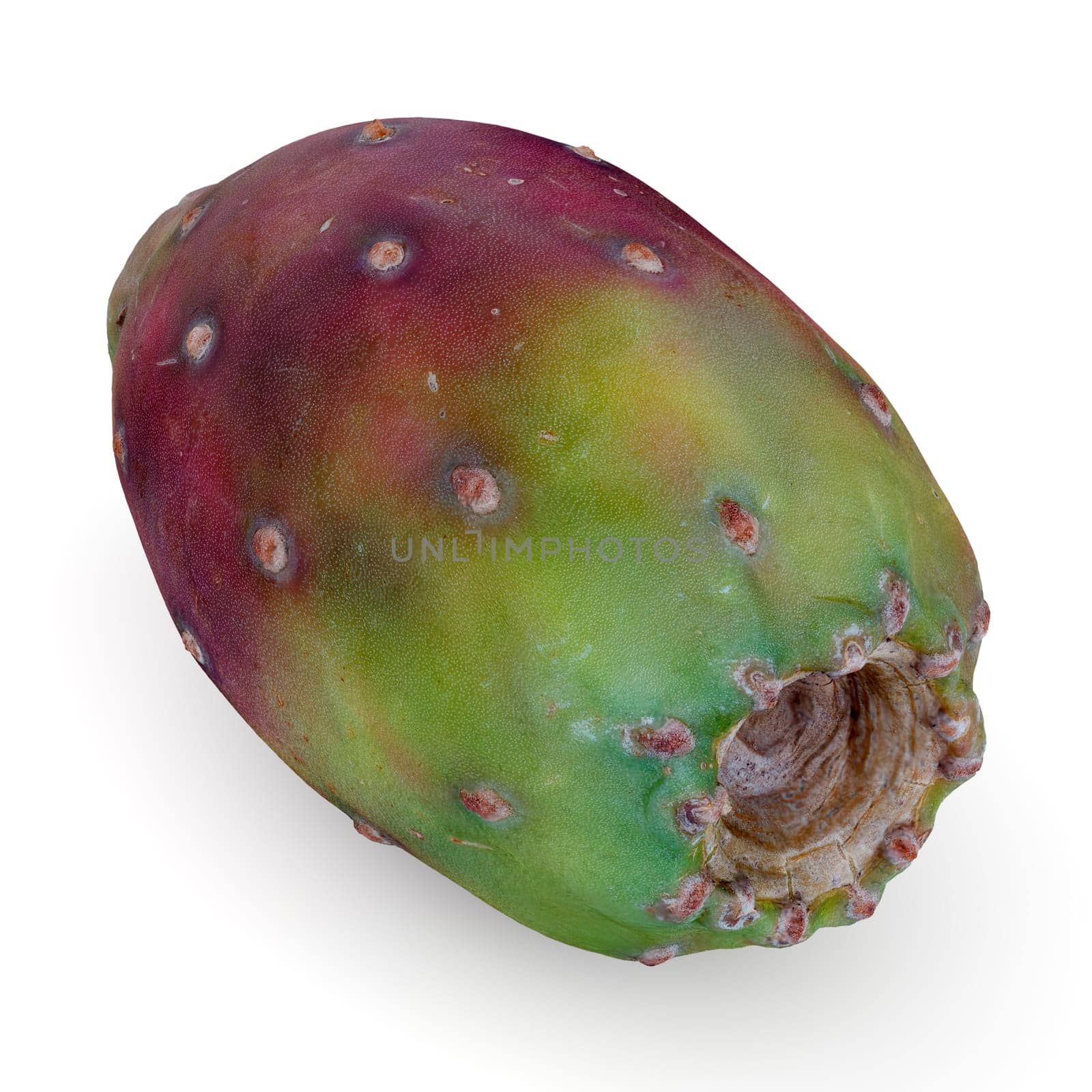 prickly pear on white background cactus fruit healthy vegetarian food 3D illustration