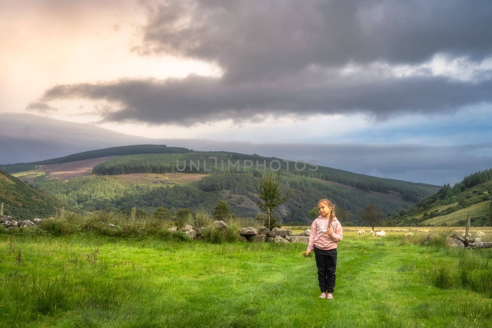 Young girl holding handful of grass and going to feed sheep. Family hike in Lough Dan, Wicklow Mountains, Ireland