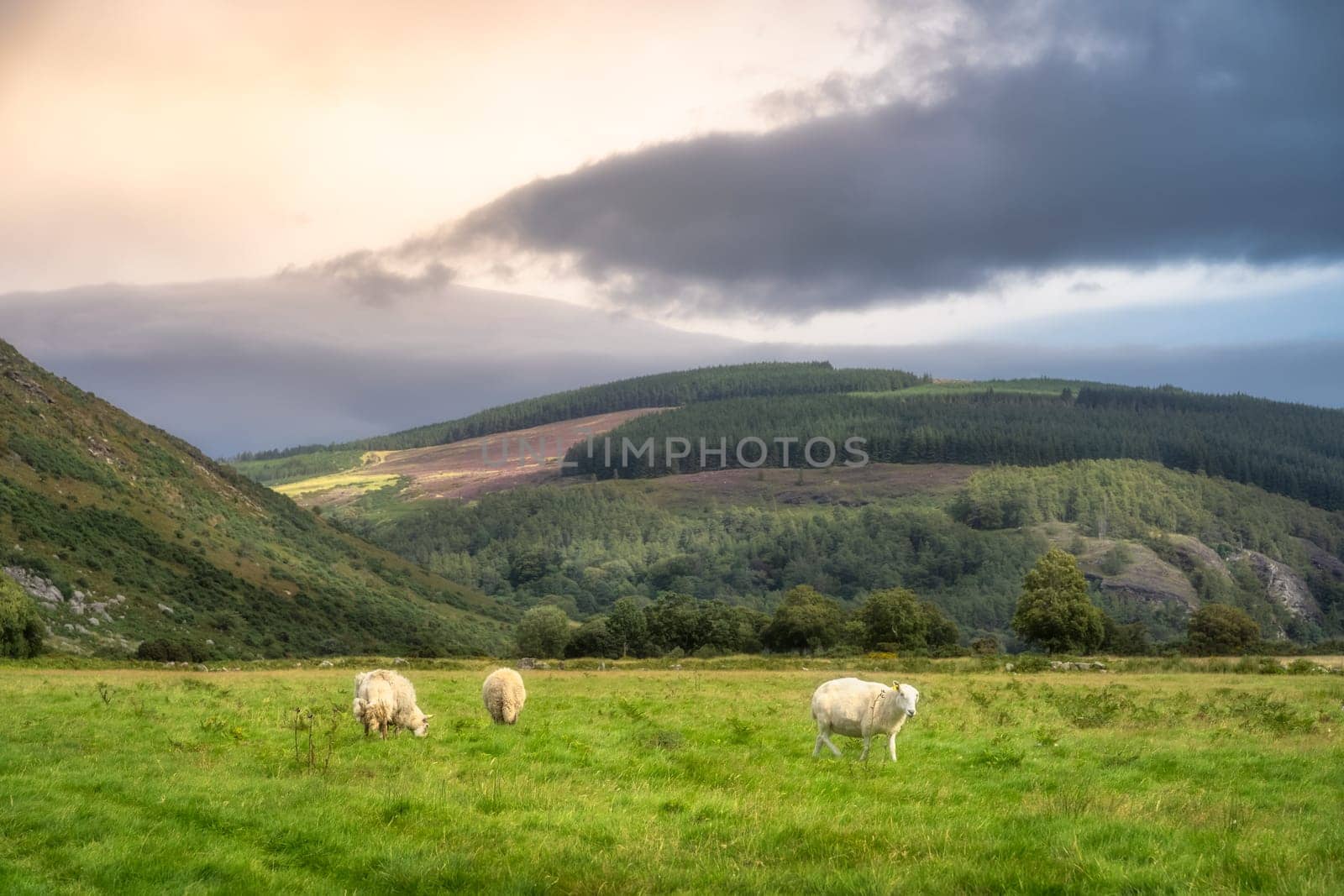 Flock of sheep grazing on green field with forest and mountain in background. Lough Dan valley, Wicklow Mountains, Ireland