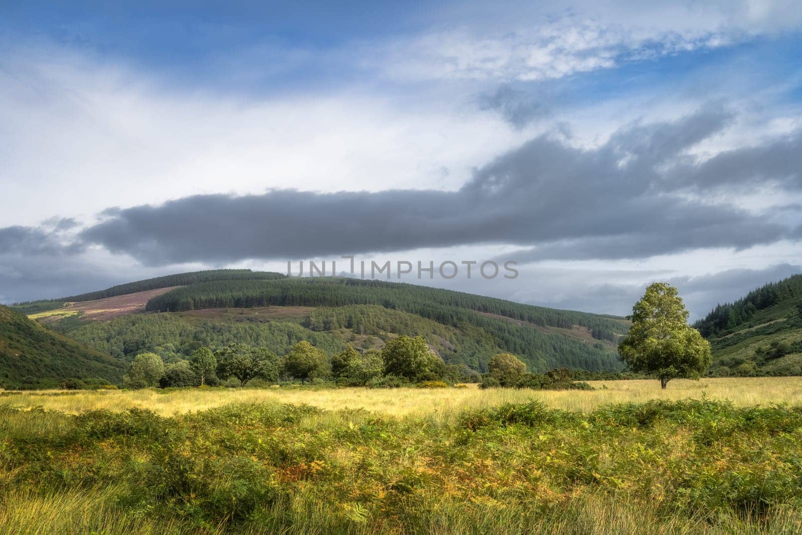 Green and golden brown ferns on a field with forest in background, lake Lough Dan in Wicklow Mountains, Ireland