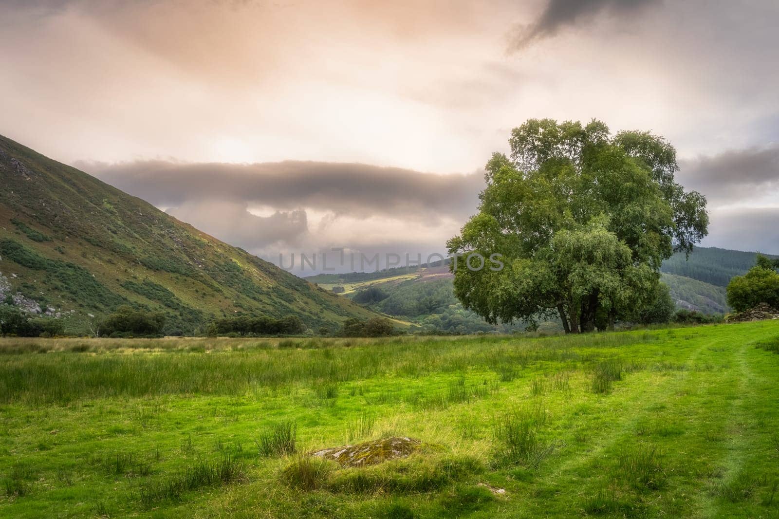 Beautifull green field and trees in mountain valley. Lake Lough Dan at sunset in Wicklow Mountains, Ireland