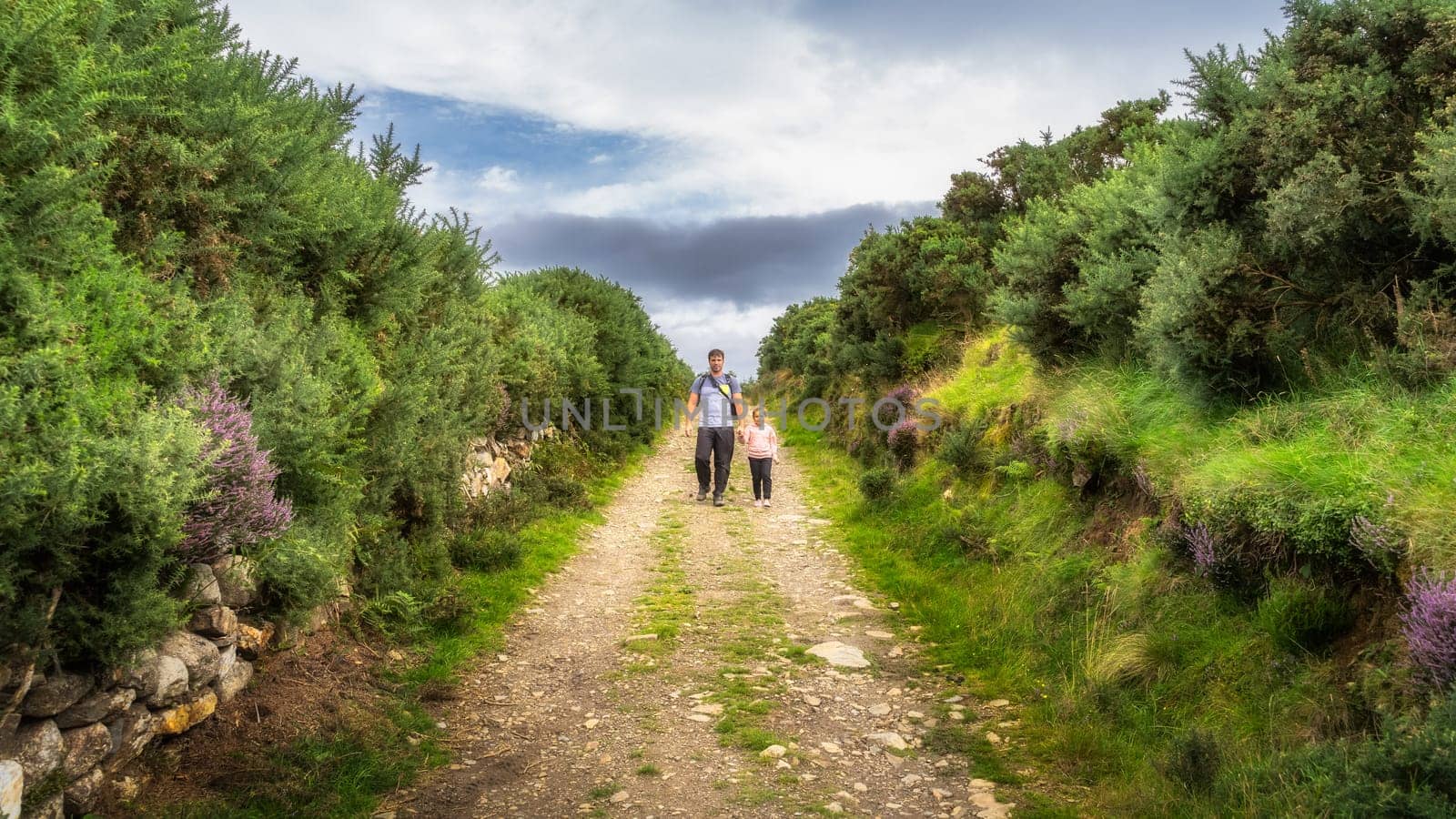 Father and daughter walking on country road surrounded by colourful heathers and bushes. Family hiking in Lough Dan, Wicklow Mountains, Ireland