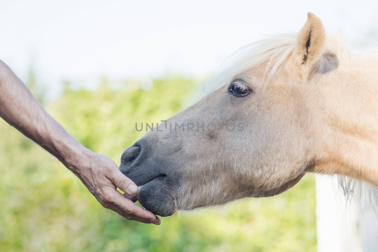 Side view close-up photo of male hand is feeding domestic horse.