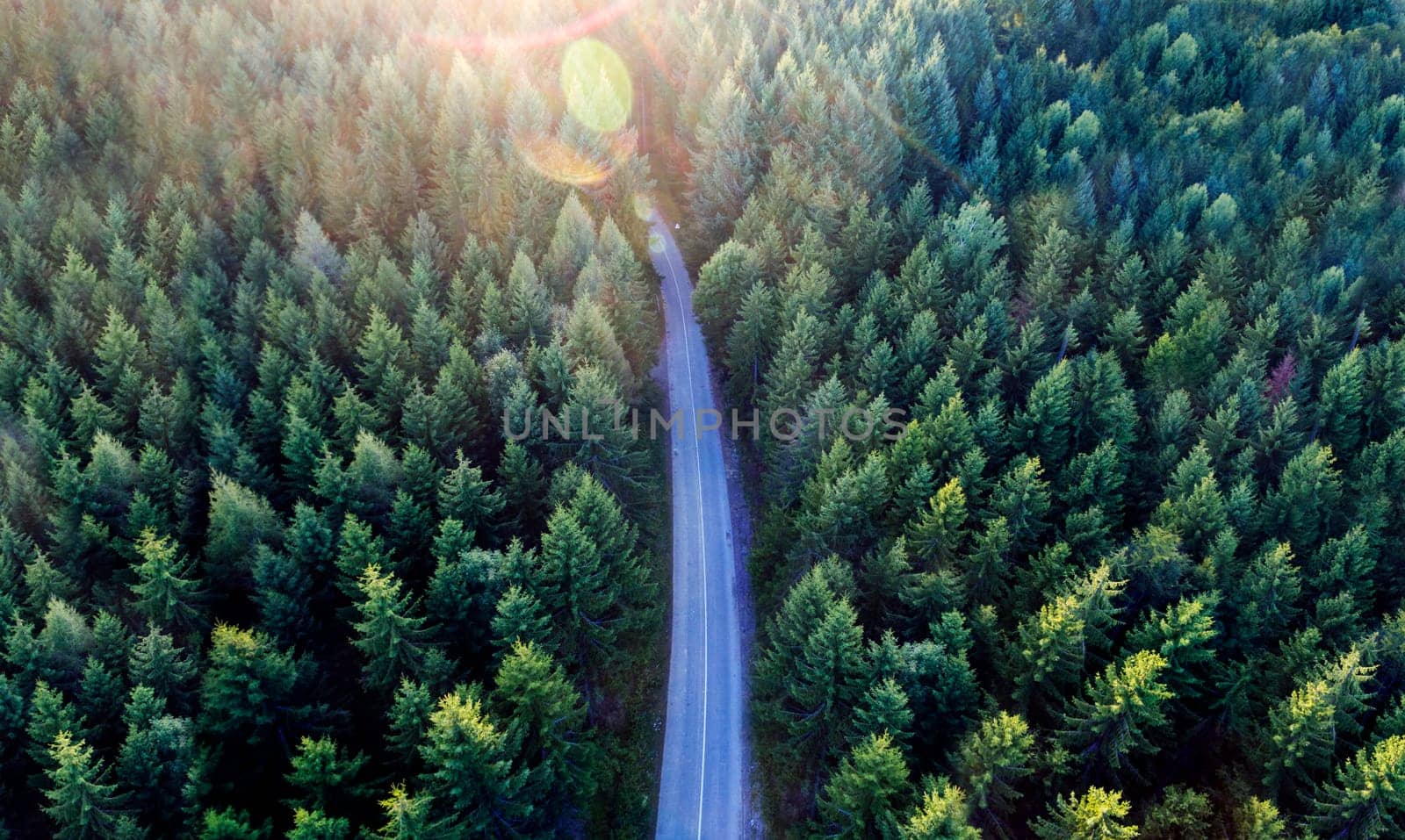 Top view of dark green forest landscape in winter. Aerial nature scene of pine trees and asphalt road. Countryside path trough coniferous wood form above. Adventure travel concept background.