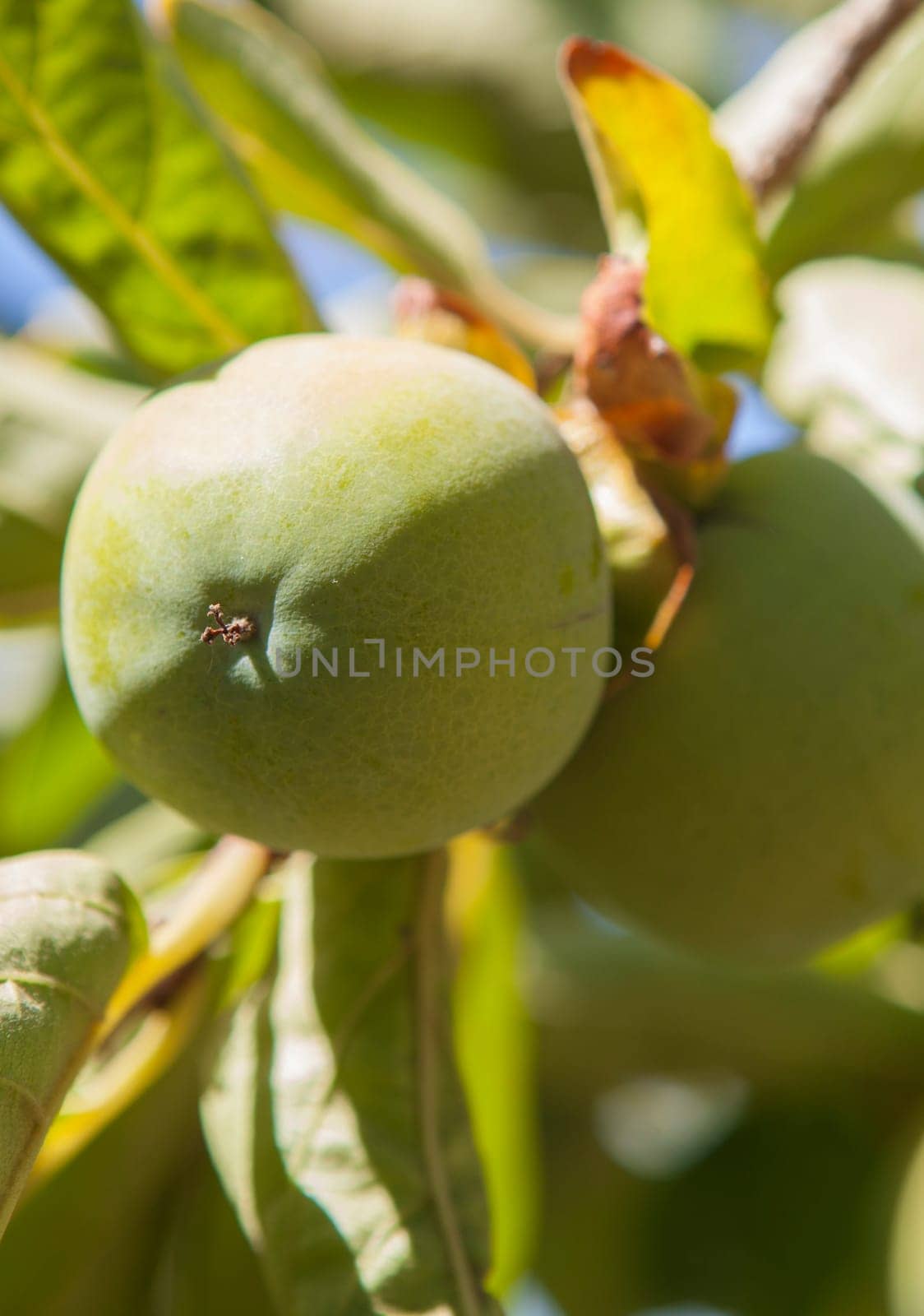 Green little apples in branch. Granny Smith variety. Vegas Altas del Guadiana plantations, Badajoz, Spain